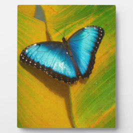 Mooie Iridescent Butterfly Fotoplaat