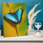 Mooie Iridescent Butterfly Fotoplaat (Zijkant)