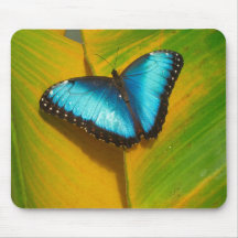 Mooie Iridescent Butterfly