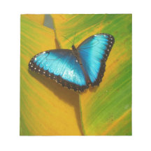 Mooie Iridescent Butterfly