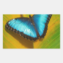 Mooie Iridescent Butterfly