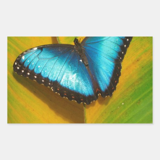 Mooie Iridescent Butterfly Rechthoekige Sticker (Voorkant)