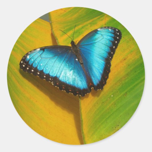Mooie Iridescent Butterfly Ronde Sticker (Voorkant)