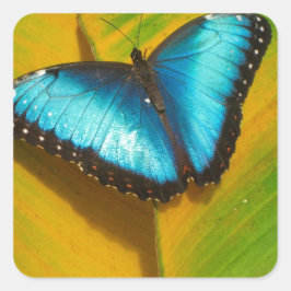Mooie Iridescent Butterfly Vierkante Sticker