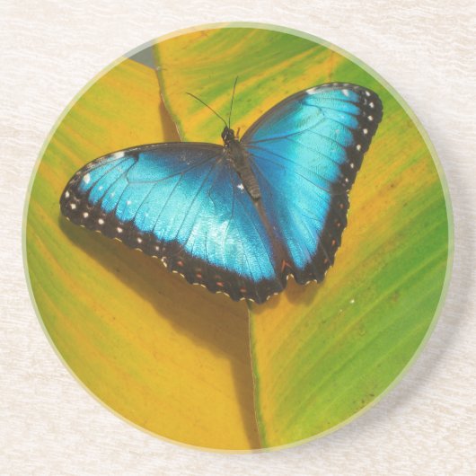 Mooie Iridescent Butterfly Zandsteen Onderzetter (Voorkant)