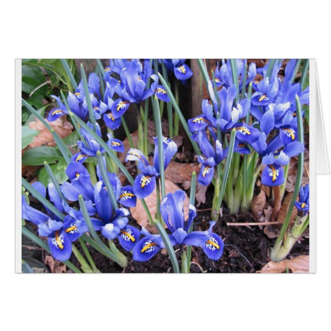 MOOIE IRIS (Voorkant Horizontaal)