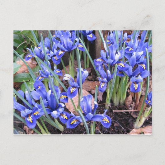 MOOIE IRIS BRIEFKAART (Voorkant)