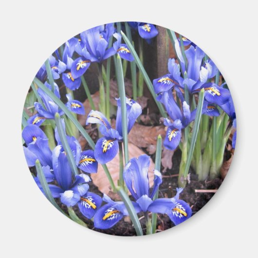 MOOIE IRIS MAGNEET (Voorkant)