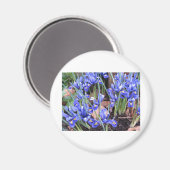 MOOIE IRIS MAGNEET (Voorkant / Achterkant)