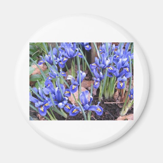 MOOIE IRIS MAGNEET (Voorkant)