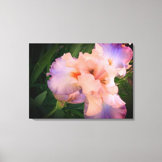 Mooie Iris op canvas Afdruk (Voorkant)