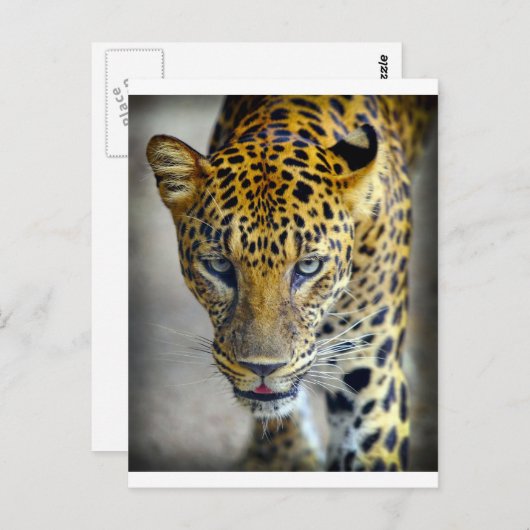 Mooie jaguar briefkaart (Voorkant / Achterkant)