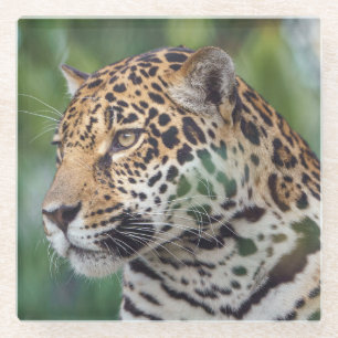 Mooie Jaguar in het Onderzetter van het wilde glas