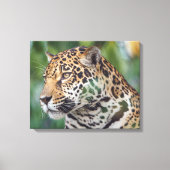 Mooie Jaguar in het wild Canvas Afdruk (Voorkant)