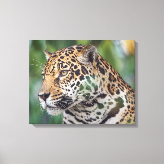 Mooie Jaguar in het wild Canvas Afdruk (Voorkant)