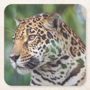Mooie Jaguar in het wild Kartonnen Onderzetters