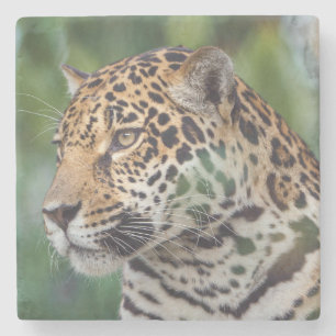 Mooie Jaguar in het wild Stenen Onderzetter