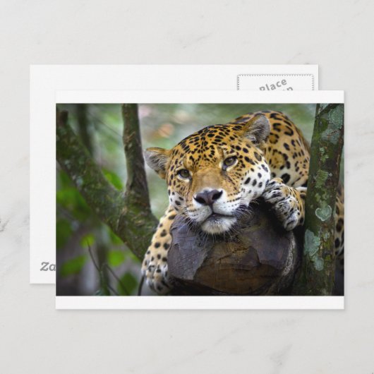Mooie jaguar ontspanning in boom briefkaart (Voorkant / Achterkant)