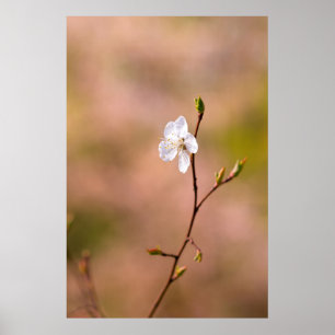 Mooie Japanse abrikozenbloem Poster