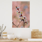 Mooie Japanse abrikozenbloemen Poster (Keuken)