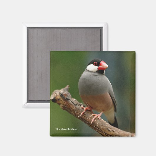 Mooie Java Finch Songbird Magneet (Voorkant / Achterkant)