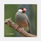 Mooie Java Finch Songbird Magneet (Voorkant)