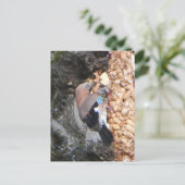 Mooie Jay op Peanuts DIY Briefkaart (Staand voorkant)