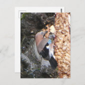 Mooie Jay op Peanuts DIY Briefkaart (Voorkant / Achterkant)