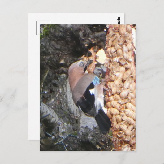 Mooie Jay op Peanuts DIY Briefkaart (Voorkant / Achterkant)