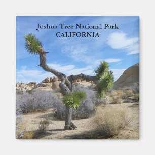 Mooie Joshua Tree Magnet! Magneet