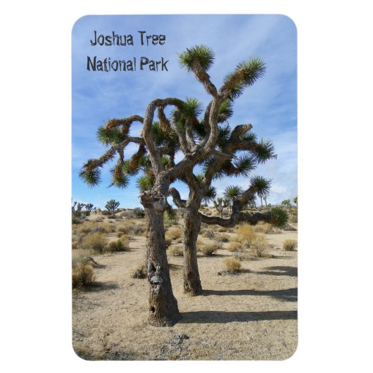 Mooie Joshua Tree Premium magneet! Magneet (Verticaal)