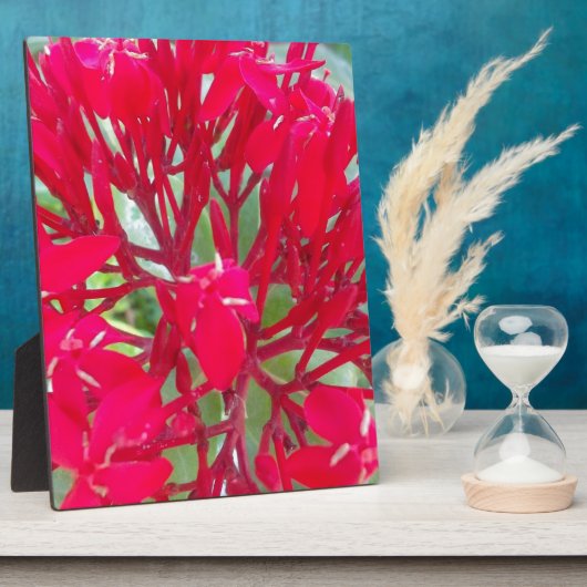 Mooie Kaleidoscoop van Kleurrijke Rode Milkweed Fotoplaat (Zijkant)