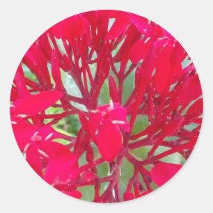 Mooie Kaleidoscoop van Kleurrijke Rode Milkweed Ronde Sticker