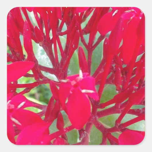 Mooie Kaleidoscoop van Kleurrijke Rode Milkweed Vierkante Sticker (Voorkant)