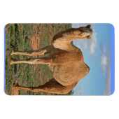 MOOIE KAMEEL MAGNEET (Horizontaal)