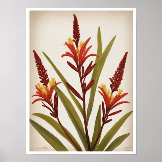 Mooie Kangoeroe Paw Flower Wall Poster (Voorkant)