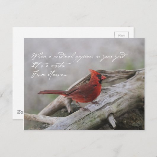 Mooie kardinaal met gezegde briefkaart (Voorkant / Achterkant)