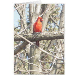Mooie kardinaal op een vertakkende blanco Kaart