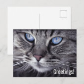 Mooie kat ansichtkaart briefkaart (Voorkant / Achterkant)