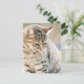 Mooie kat briefkaart (Staand voorkant)