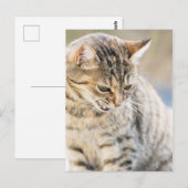 Mooie kat briefkaart (Voorkant / Achterkant)