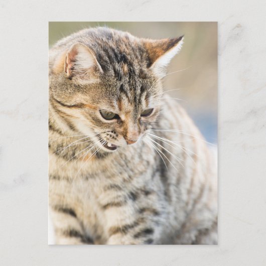 Mooie kat briefkaart (Voorkant)