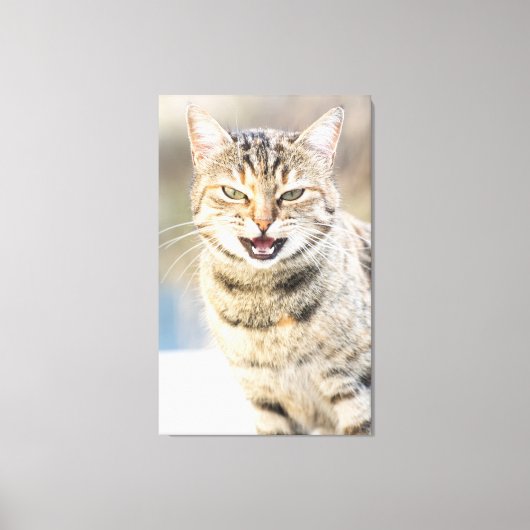 Mooie kat canvas afdruk (Voorkant)
