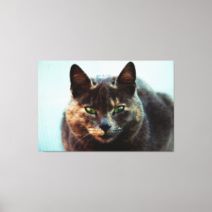 Mooie kat canvas afdruk