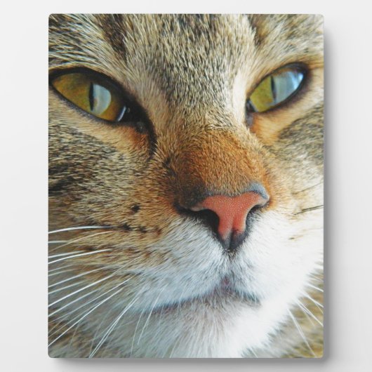 Mooie kat fotoplaat (Voorkant)