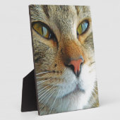 Mooie kat fotoplaat (Zijkant)
