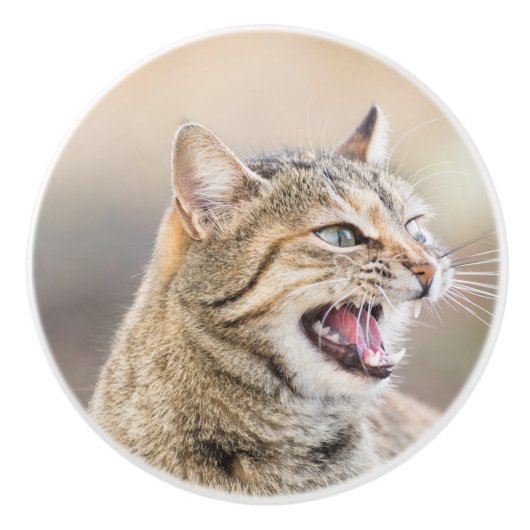 Mooie kat keramische knop (Voorkant)