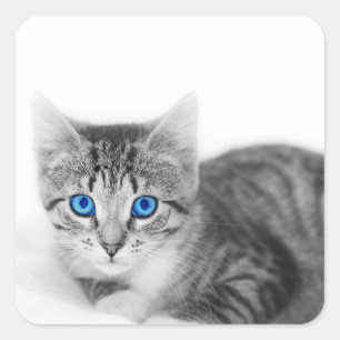 Mooie kat met blauwe ogen vierkante sticker