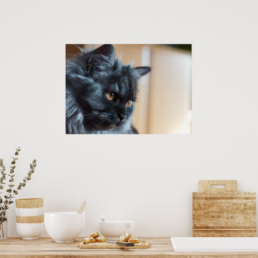 Mooie kat poster (Keuken)