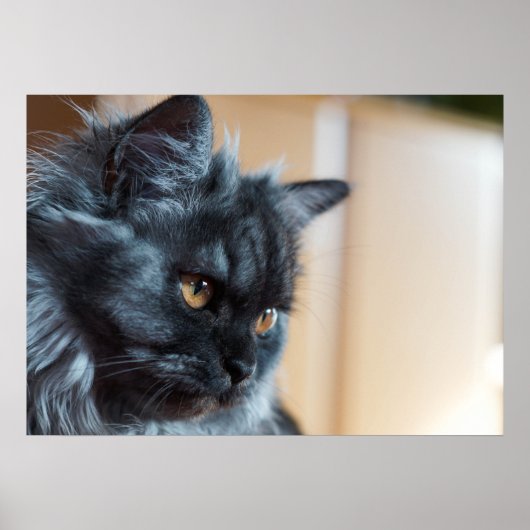 Mooie kat poster (Voorkant)